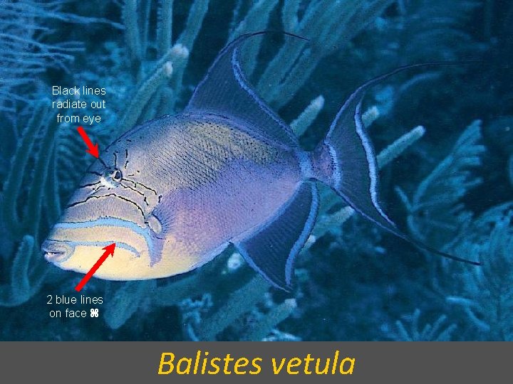 Black lines radiate out from eye 2 blue lines on face Balistes vetula 