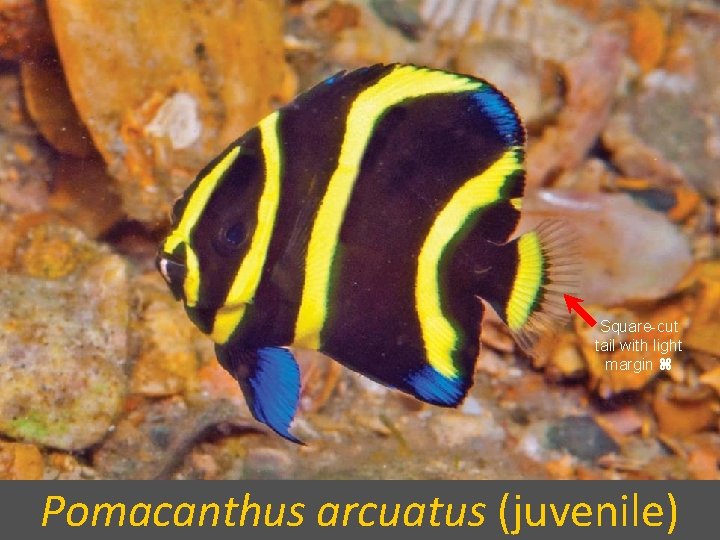 Square-cut tail with light margin Pomacanthus arcuatus (juvenile) 