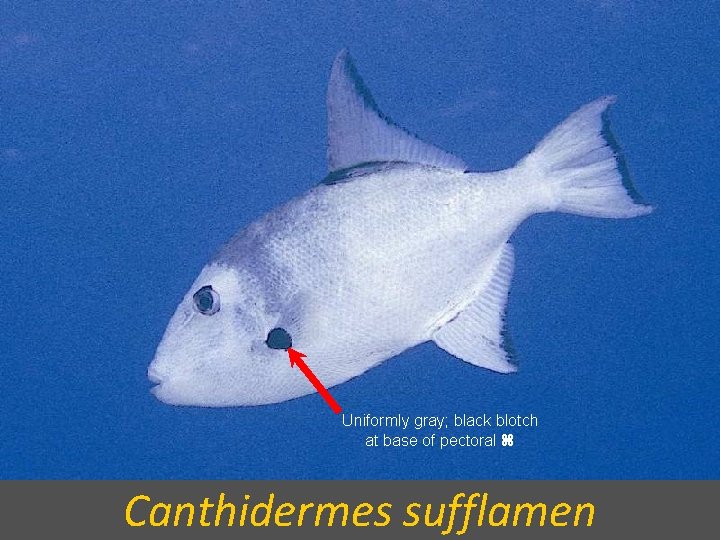 Uniformly gray; black blotch at base of pectoral Canthidermes sufflamen 