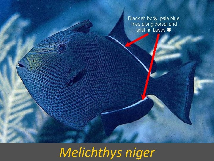 Blackish body; pale blue lines along dorsal and anal fin bases Melichthys niger 