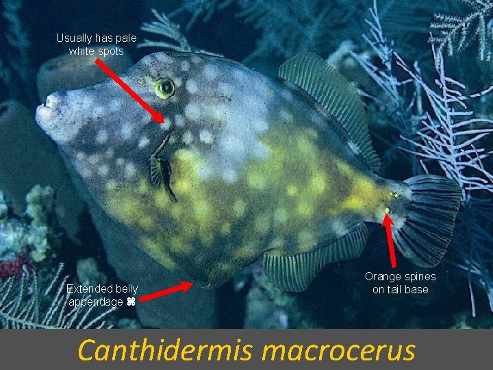 Usually has pale white spots Extended belly appendage Orange spines on tail base Canthidermis