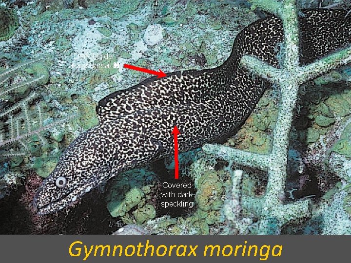 Dark border along dorsal Covered with dark speckling Gymnothorax moringa 