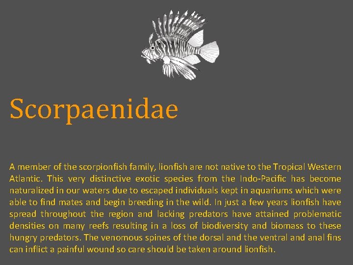 Scorpaenidae A member of the scorpionfish family, lionfish are not native to the Tropical