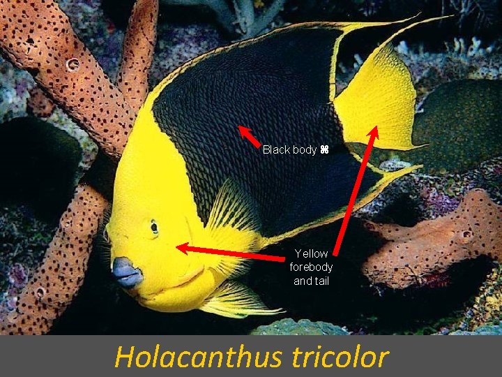 Black body Yellow forebody and tail Holacanthus tricolor 