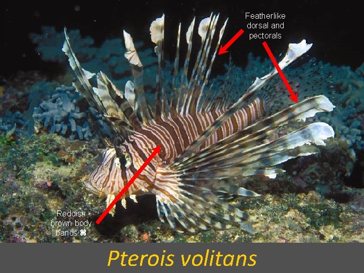 Featherlike dorsal and pectorals Reddish brown body bands Pterois volitans 