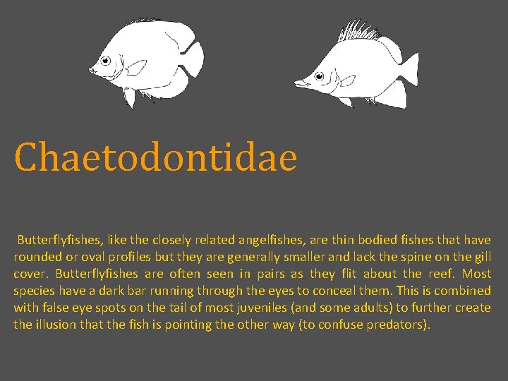 Chaetodontidae Butterflyfishes, like the closely related angelfishes, are thin bodied fishes that have rounded