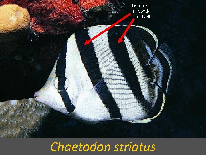 Two black midbody bands Chaetodon striatus 