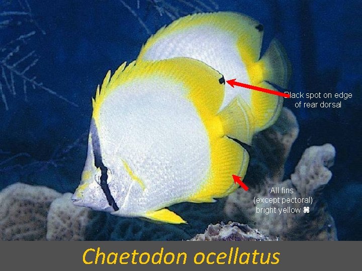 Black spot on edge of rear dorsal All fins (except pectoral) bright yellow Chaetodon