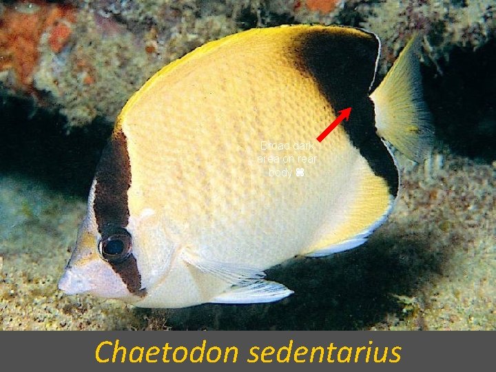 Broad dark area on rear body Chaetodon sedentarius 