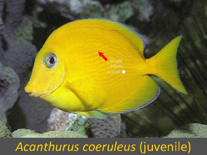 Bright yellow overall Acanthurus coeruleus (juvenile) 