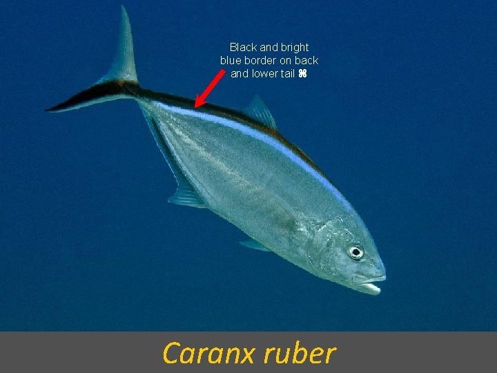 Black and bright blue border on back and lower tail Caranx ruber 