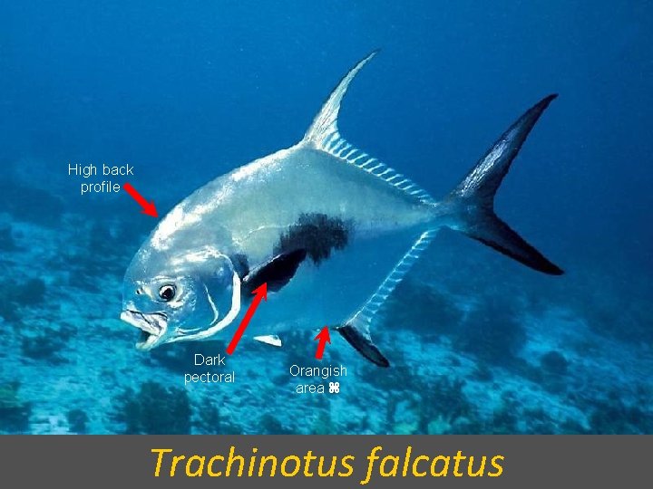 High back profile Dark pectoral Orangish area Trachinotus falcatus 