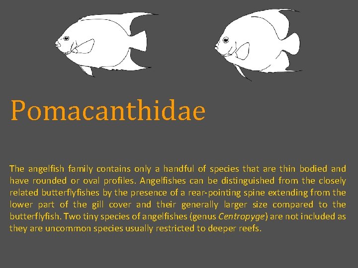 Pomacanthidae The angelfish family contains only a handful of species that are thin bodied