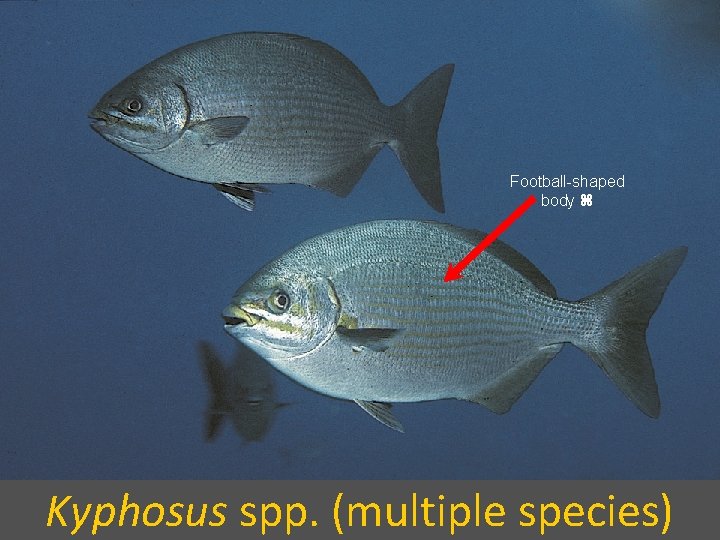 Football-shaped body Kyphosus spp. (multiple species) 