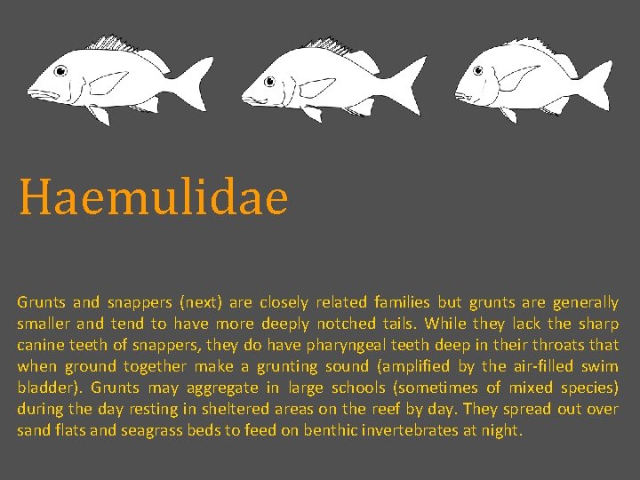 Haemulidae Grunts and snappers (next) are closely related families but grunts are generally smaller