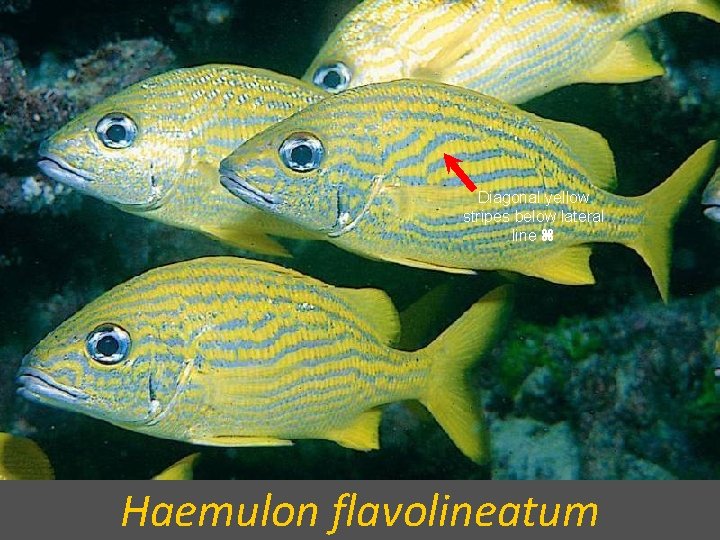 Diagonal yellow stripes below lateral line Haemulon flavolineatum 