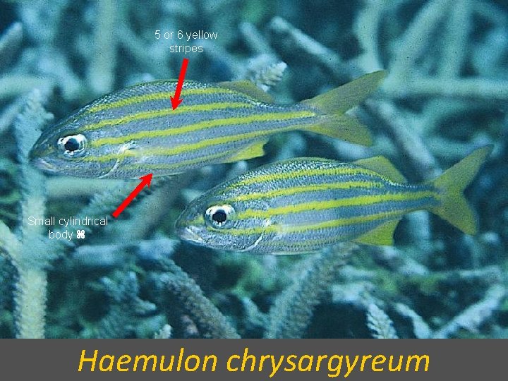 5 or 6 yellow stripes Small cylindrical body Haemulon chrysargyreum 