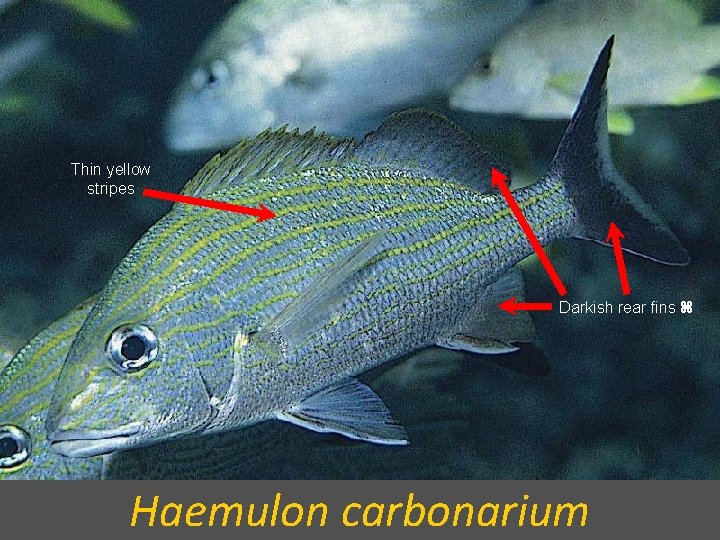 Thin yellow stripes Darkish rear fins Haemulon carbonarium 