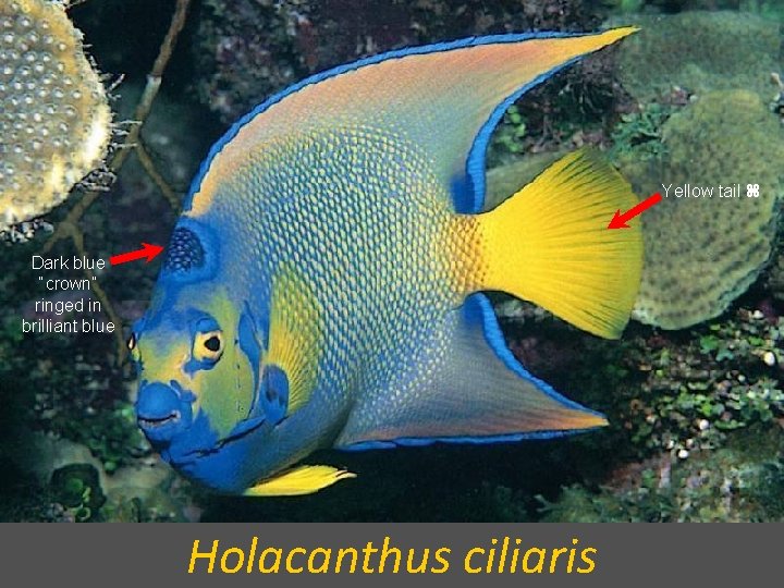 Yellow tail Dark blue “crown” ringed in brilliant blue Holacanthus ciliaris 