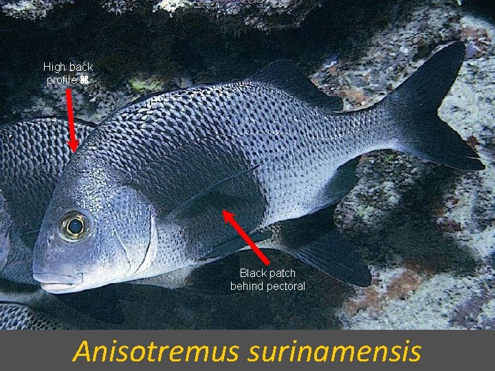 High back profile Black patch behind pectoral Anisotremus surinamensis 