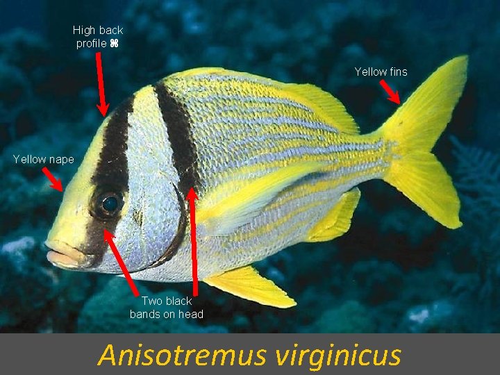 High back profile Yellow fins Yellow nape Two black bands on head Anisotremus virginicus