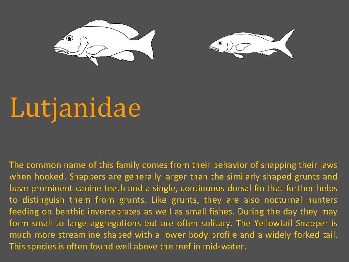 Lutjanidae The common name of this family comes from their behavior of snapping their