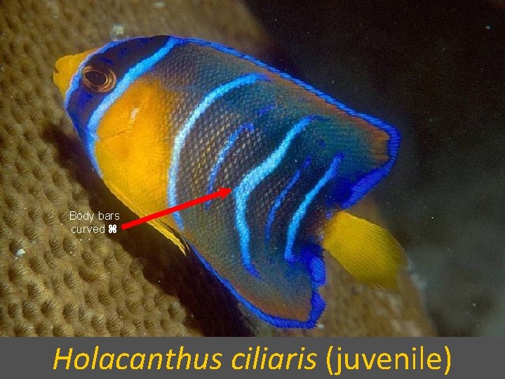 Body bars curved Holacanthus ciliaris (juvenile) 