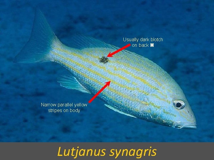 Usually dark blotch on back Narrow parallel yellow stripes on body Lutjanus synagris 