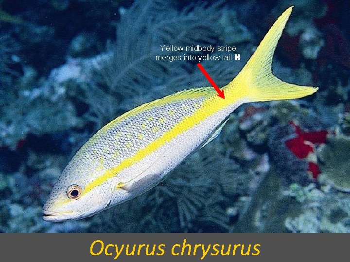 Yellow midbody stripe merges into yellow tail Ocyurus chrysurus 