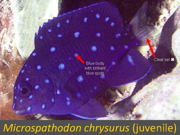 Blue body with brilliant blue spots Clear tail Microspathodon chrysurus (juvenile) 