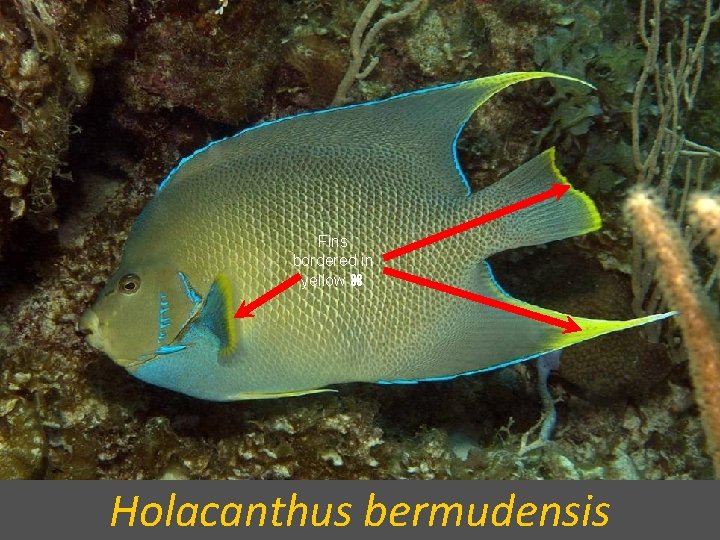 Fins bordered in yellow Holacanthus bermudensis 