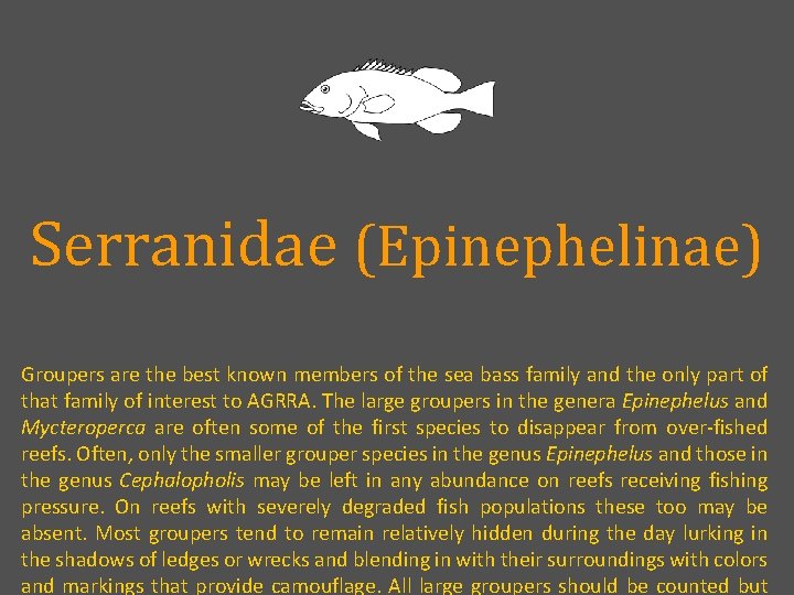 Serranidae (Epinephelinae) Groupers are the best known members of the sea bass family and