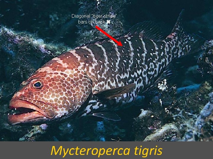 Diagonal “tiger-stripe” bars on back Mycteroperca tigris 