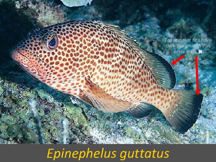 Tail and rear fins have dark margin with thin white edge Epinephelus guttatus 