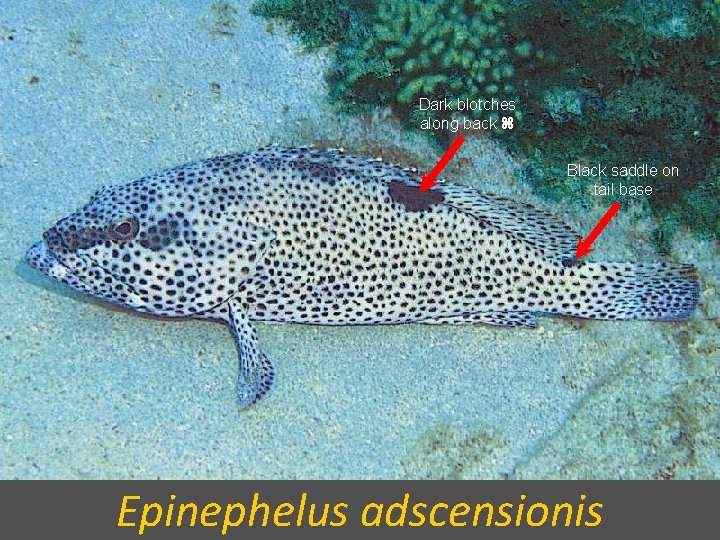 Dark blotches along back Black saddle on tail base Epinephelus adscensionis 
