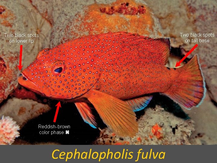 Two black spots on tail base Two black spots on lower lip Reddish-brown color