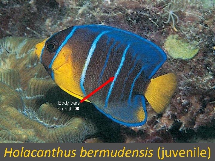 Body bars straight Holacanthus bermudensis (juvenile) 