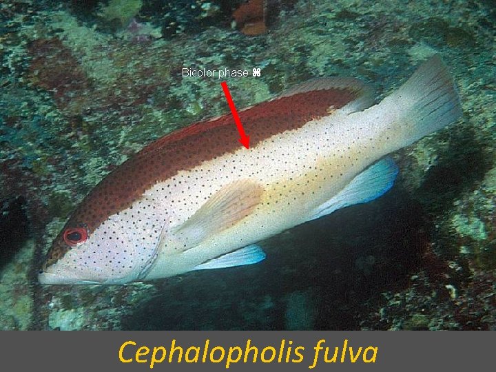 Bicolor phase Cephalopholis fulva 