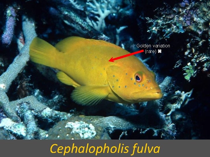 Golden variation (rare) Cephalopholis fulva 