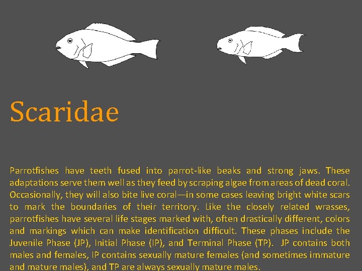 Scaridae Parrotfishes have teeth fused into parrot-like beaks and strong jaws. These adaptations serve