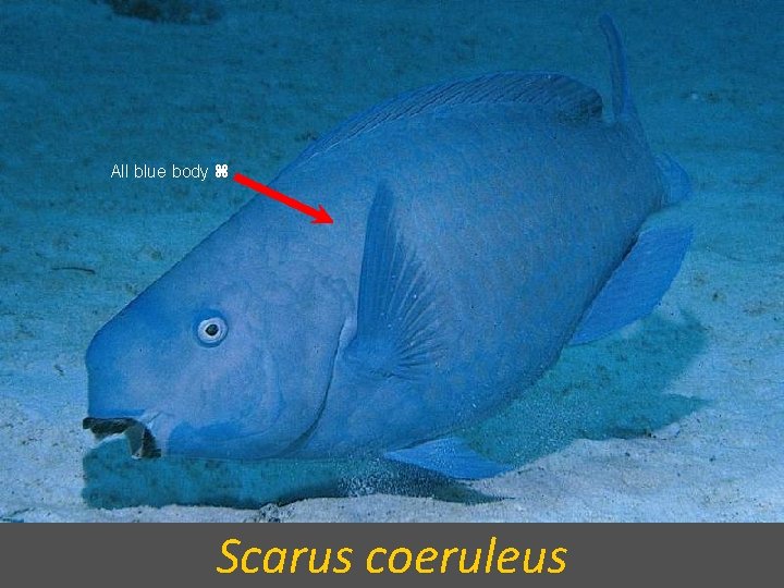 All blue body Scarus coeruleus 