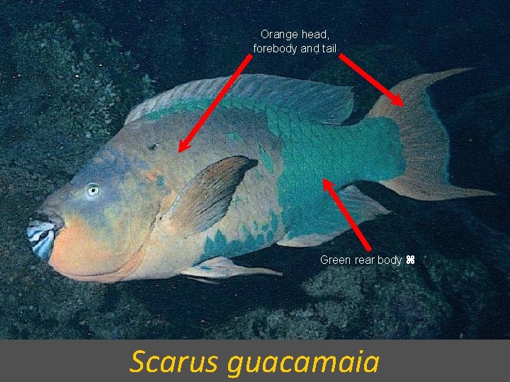 Orange head, forebody and tail Green rear body Scarus guacamaia 