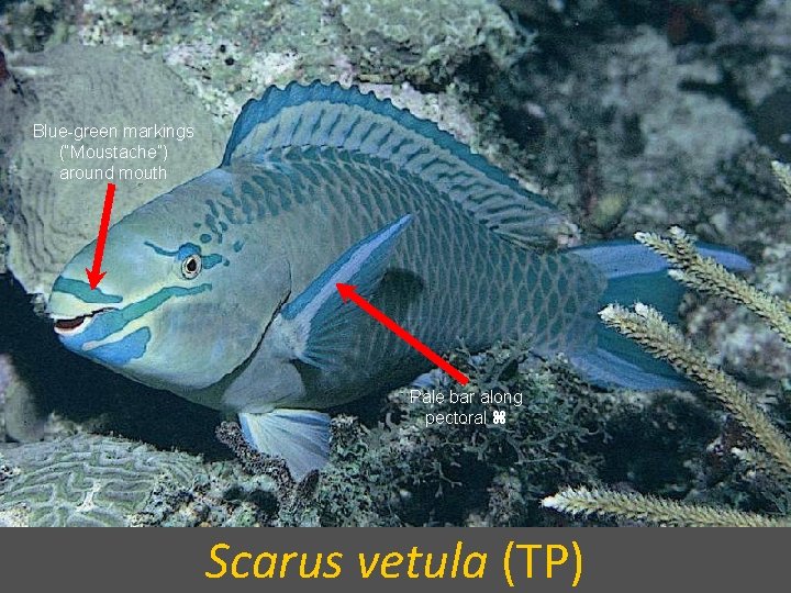 Blue-green markings (“Moustache”) around mouth Pale bar along pectoral Scarus vetula (TP) 