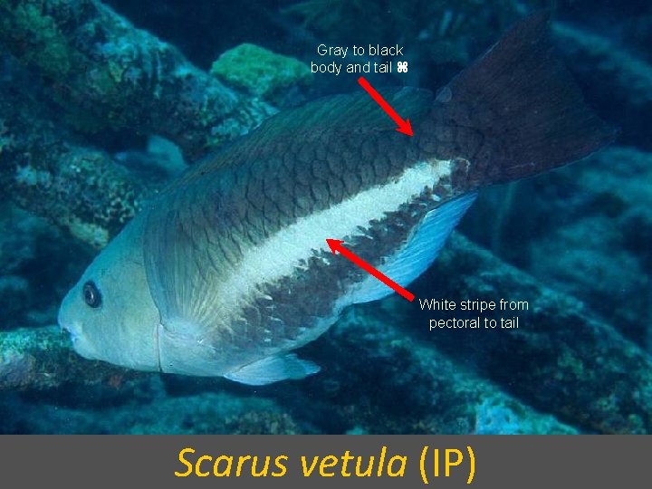 Gray to black body and tail White stripe from pectoral to tail Scarus vetula