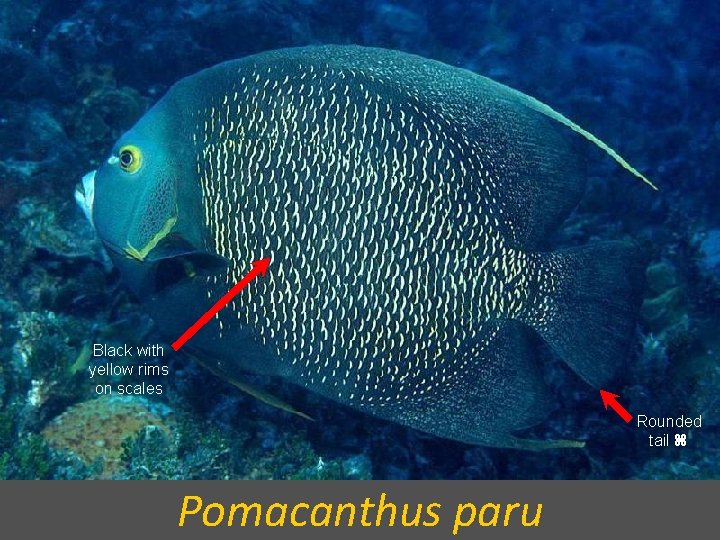 Black with yellow rims on scales Rounded tail Pomacanthus paru 