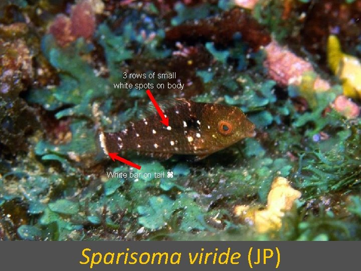 3 rows of small white spots on body White bar on tail Sparisoma viride