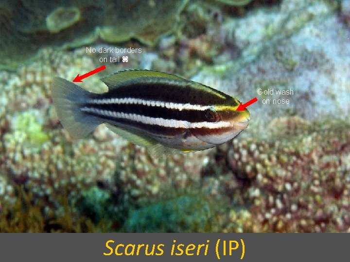 No dark borders on tail Gold wash on nose Scarus iseri (IP) 