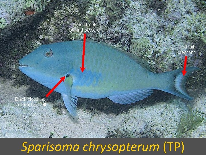 Blue streak behind pectoral Red tail crescent Black blotch at pectoral base Sparisoma chrysopterum