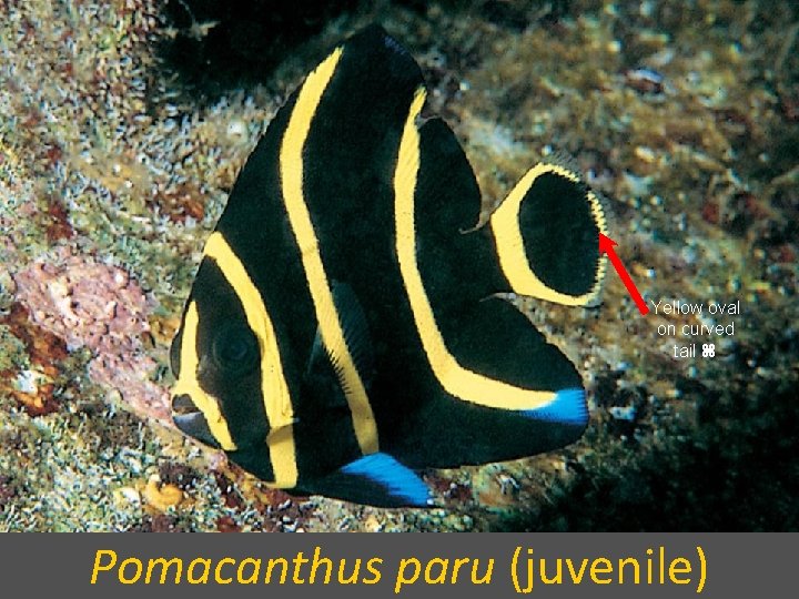 Yellow oval on curved tail Pomacanthus paru (juvenile) 