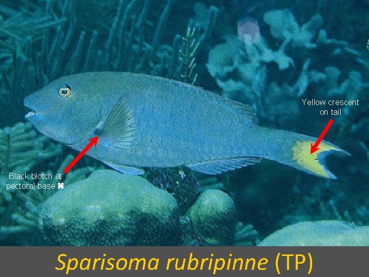 Yellow crescent on tail Black blotch at pectoral base Sparisoma rubripinne (TP) 